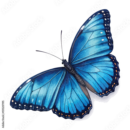 beautiful wings of a blue butterfly isolated on a white background