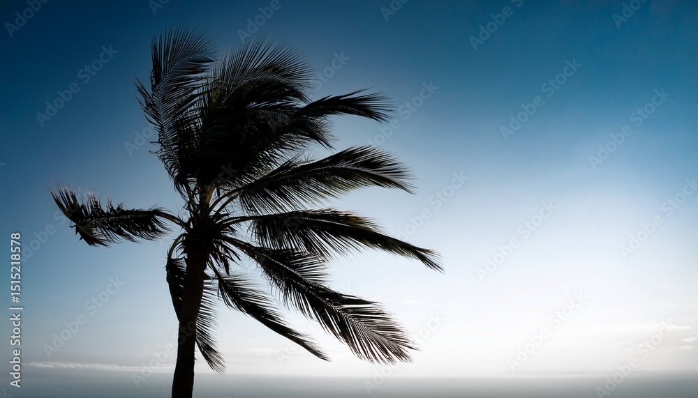 Fototapeta premium a palm tree with its fronds blown to one side as if by a strong wind silhouette