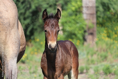 Εκτύπωση καμβά Young Bay Foal Standing in Sunny Pasture