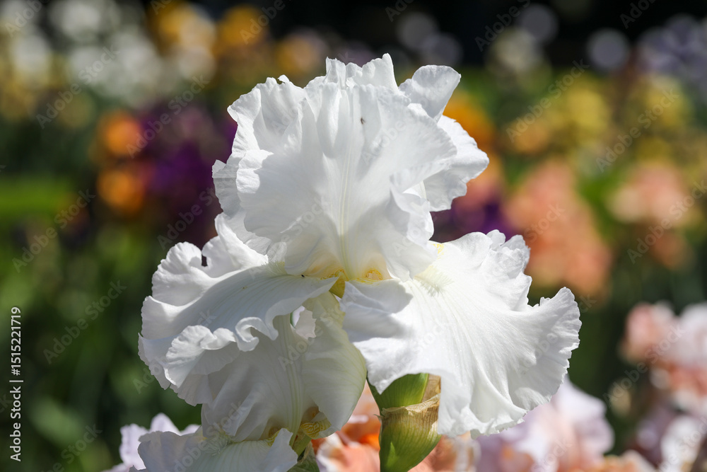 Photos White iris