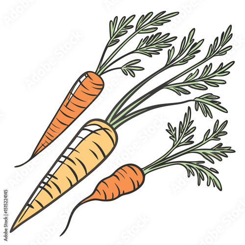 clip art realistic carrots vector illustration .eps