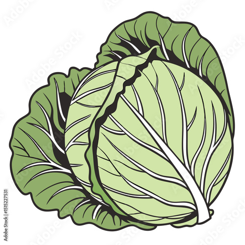 head of cabbage solid white background .eps
