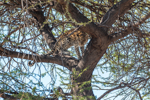Leopard (Panthera pardus) squinting around branches of a tree at the outskirts of moremi game reserve