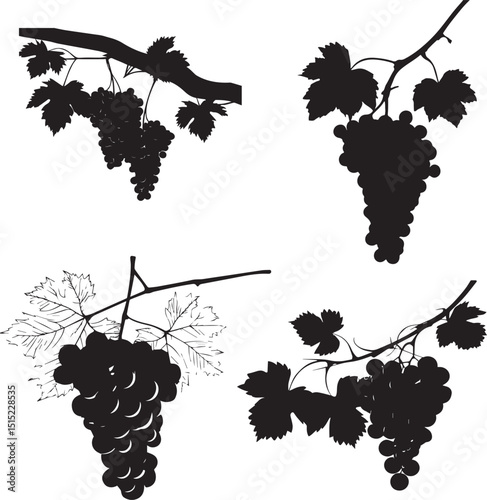 Set of four black and white grapevine illustrations with clusters of grapes, ideal for wine, agriculture, or organic food-themed design projects