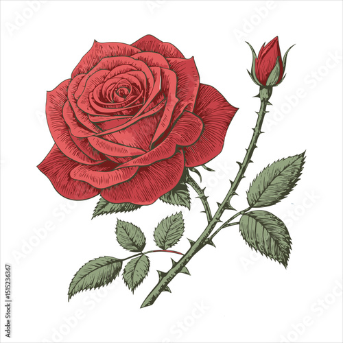 ROSE VECTOR.
