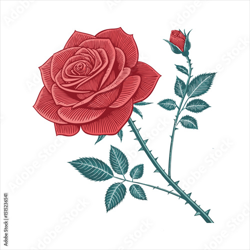 ROSE VECTOR.