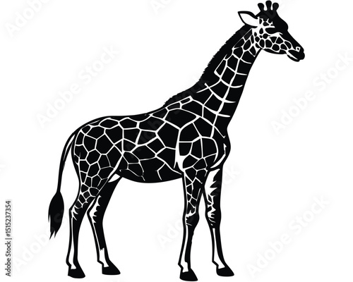 giraffe vector illustration