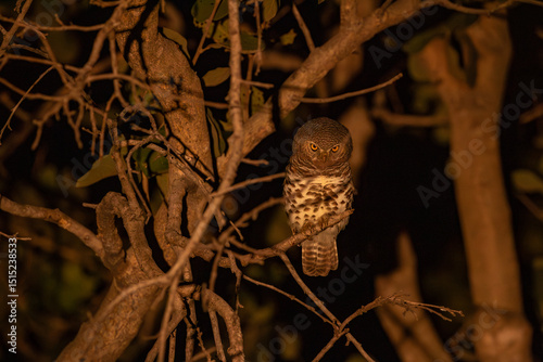  pearl-spotted owlet (Glaucidium perlatum) at night in a tree light up with torch in Botswana Khwai Region