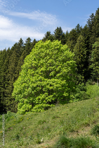intensive green single sycamore maple tree in front of a dark green conifere forest in the austrian mountains photo