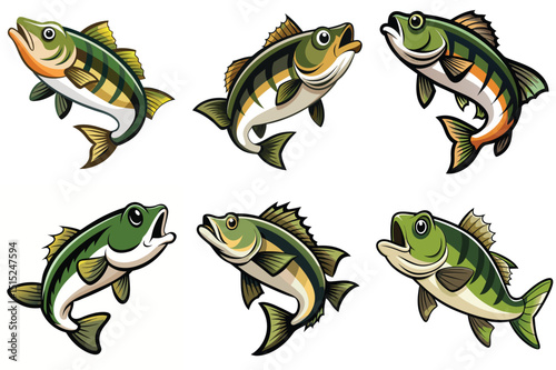 Bass fish vector illustration isolated on white background.