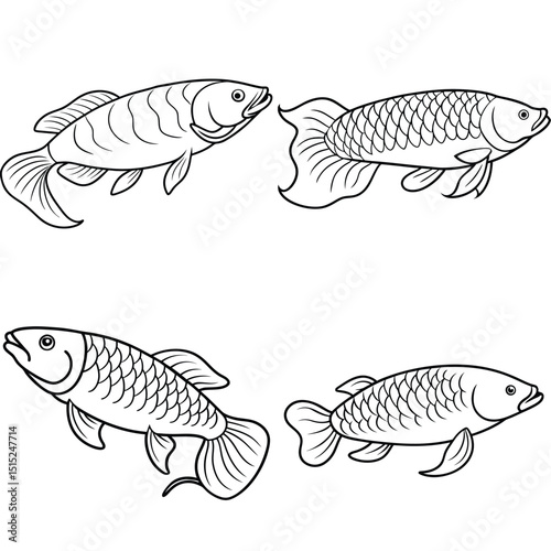 Arowana fish outline vector illustration isolated on white background.