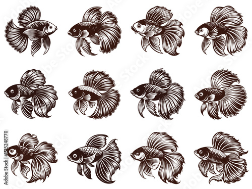 Betta Siamese fighting fish silhouette vector illustration isolated on white background.