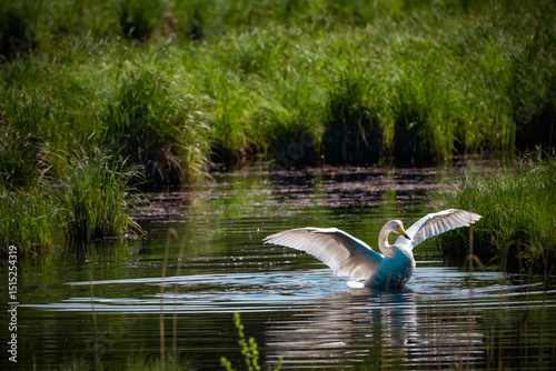 Fototapeta Naklejka Na Ścianę i Meble -  swan on the lake