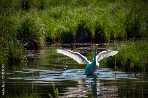 Fototapeta Naklejka Na Ścianę i Meble -  swan in flight
