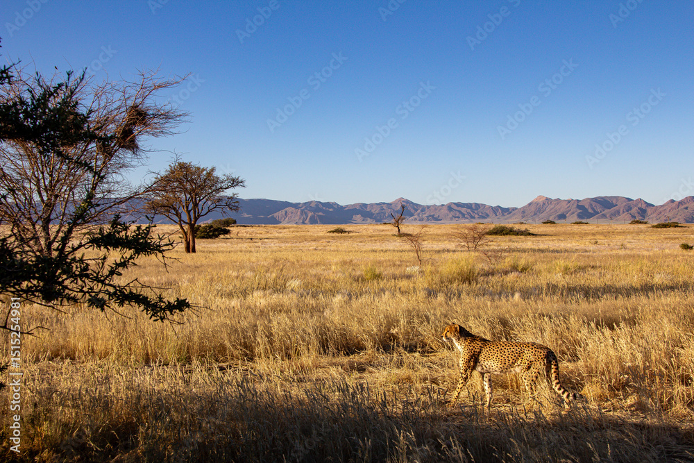 Naklejka premium cheetah in the wild