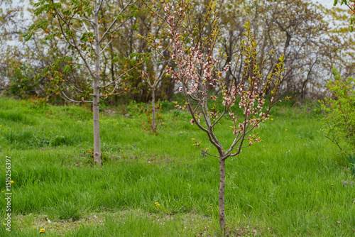 A blooming spring tree with flowers on a blue sky background with a place for text, natural background