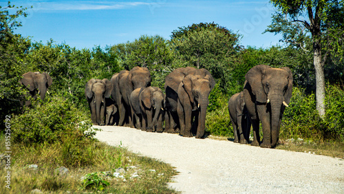 Canvas Print elephants