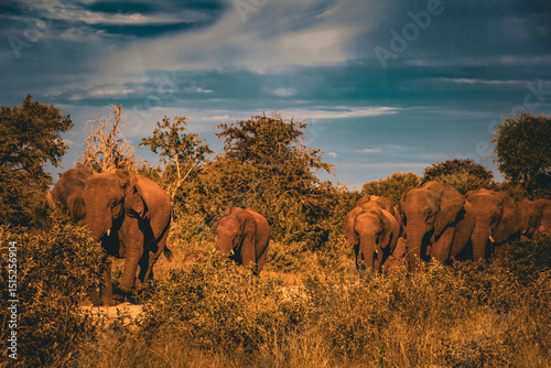 Canvas Print elephants