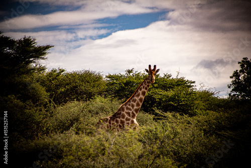 Photography giraffe in the wild