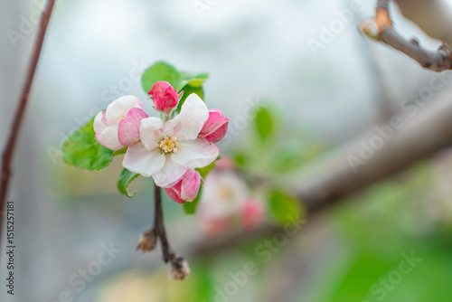 A blooming spring tree with flowers on a blue sky background with a place for text, natural background