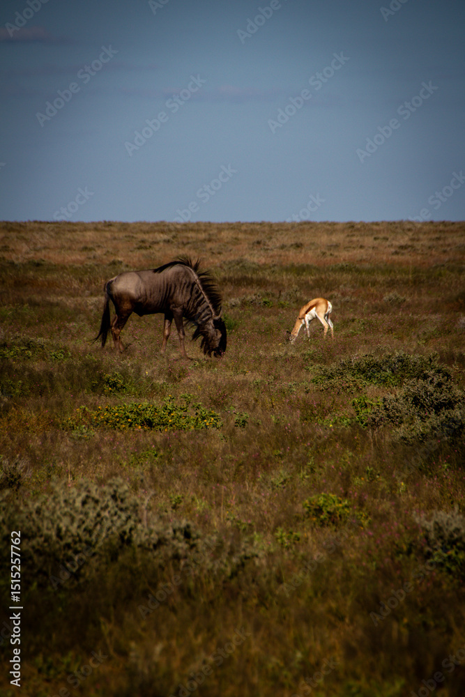 Obraz premium springbuck and wildebeest in the field