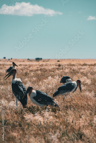 marabou stork