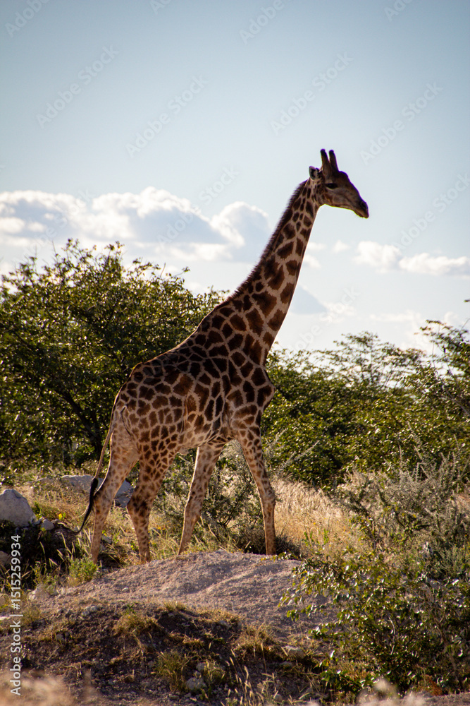 Obraz premium giraffe in the wild