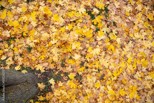 The view from above on the trunk of a tree and on bright autumn maple leaves lies on the ground. Autumn concept