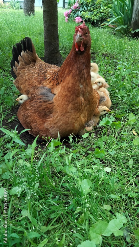 Fototapeta premium Protective mother hen cuddling baby chicks on grass