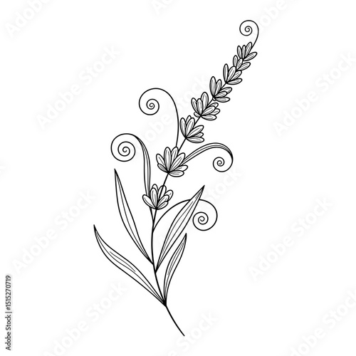 Lavender Elegance: A delicate monochrome line art illustration captures the graceful beauty of a lavender stem, evoking a sense of calm and tranquility.