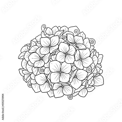 Hydrangea Line Art: An intricate line drawing of a lush hydrangea bloom, showcasing the delicate details of each individual floret in a style perfect for coloring books, greeting cards.
