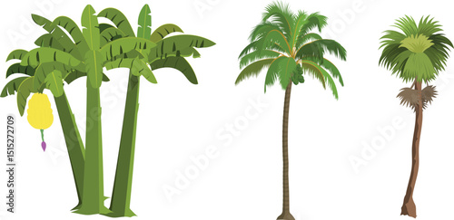 Cartoon Tropical Tree Vector Set with Banana Tree, Coconut Tree and Palm Tree for Animation Backgrounds, Jungle or Island Game Scenes, Educational Explainer Videos, and Nature Illustrations

