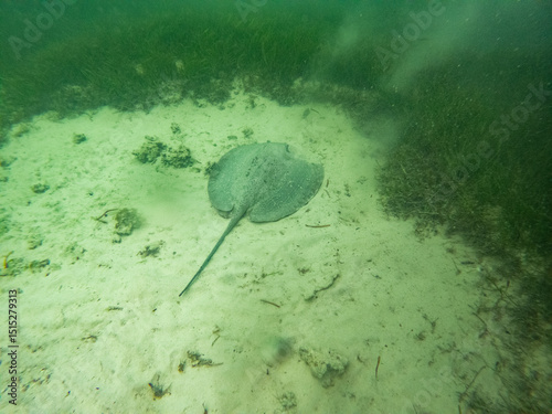 Fototapeta Naklejka Na Ścianę i Meble -  fish in the ocean
