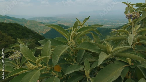 Bush with broad leaves and blue inflorescences sways in wind. Stunningly beautiful view from above of mountain ranges covered with greenery and valley with roads and settlements