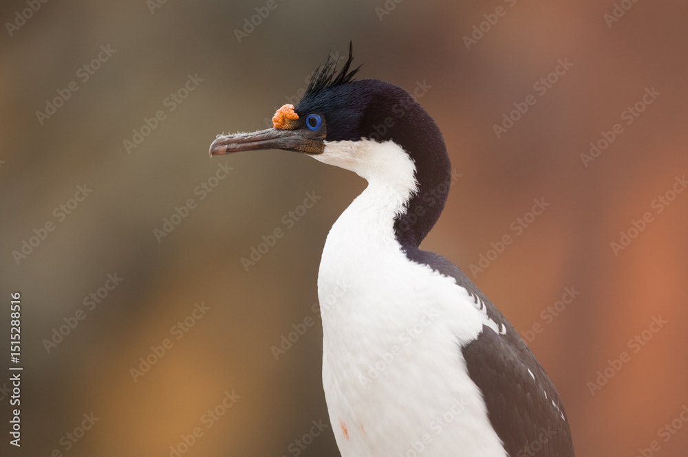 Fototapeta premium grey crowned crane