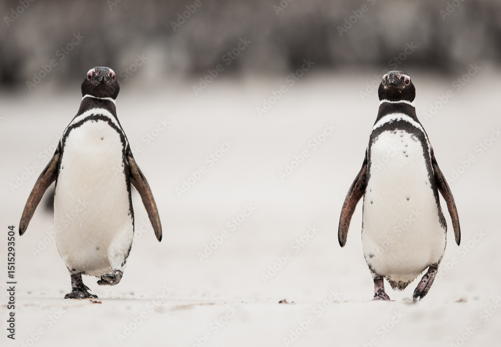 Fototapeta premium Pinguins at the beach