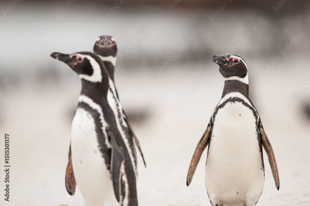 Fototapeta premium Pinguins at the beach