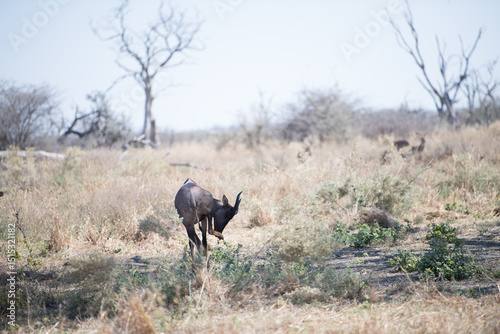 wildebeest in serengeti
