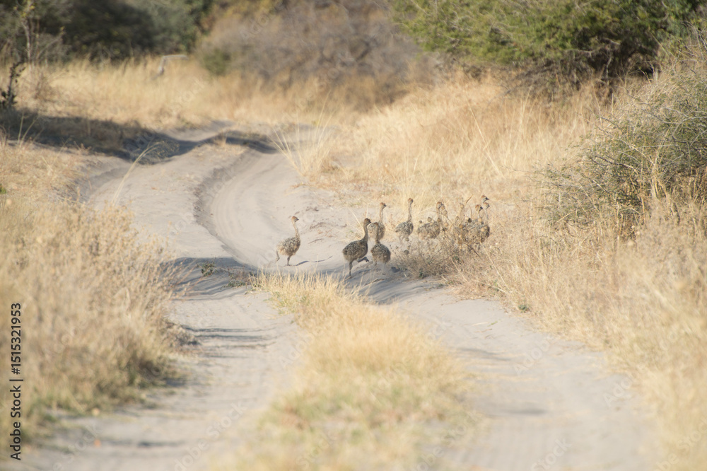 Naklejka premium a bird