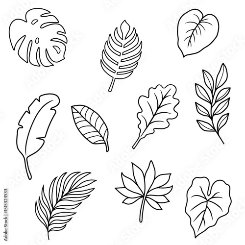 Tropical Leaf