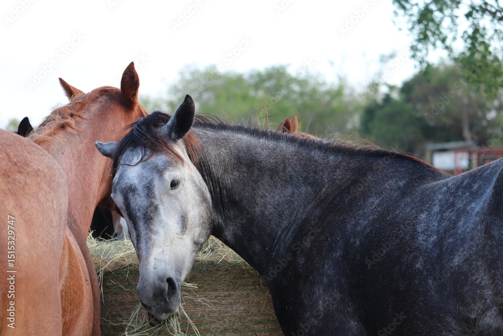 Obraz premium Dapple Gray Horse Eating Hay with Herd on Rural Ranch