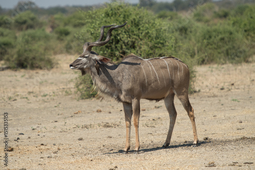 blue wildebeest kalahari desert south africa