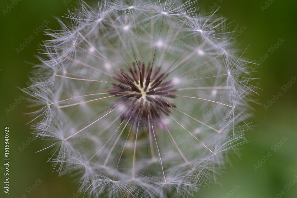 Fototapeta premium Macro photo of a dandelion seed head with fine details of the delicate white seeds and structure. Perfect for themes of fragility, nature, growth, and natural patterns with a soft green background.