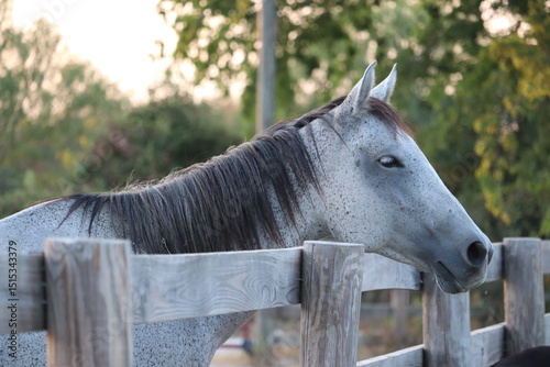 Gray Dapple Horse Resting by Wooden Fence at Sunset

