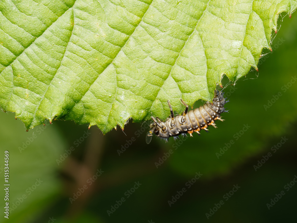 Fototapeta premium Larve de coccinelle asiatique (Harmonia axyridis) dévorant un puceron, prédation utile contre les pucerons, macro nature