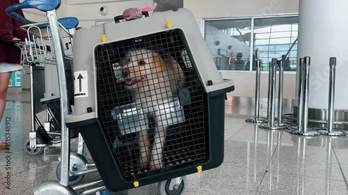 Wallpaper Mural Dog sitting in travel crate for airplane transportation Torontodigital.ca