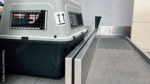 Wallpaper Mural Dog sitting in travel crate for airplane transportation Torontodigital.ca