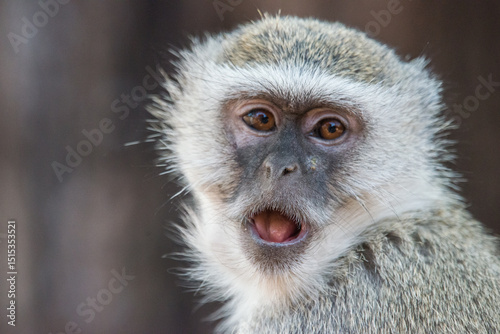 a potrait of a monkey