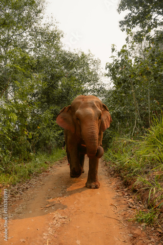 Elephants in their natural habitat