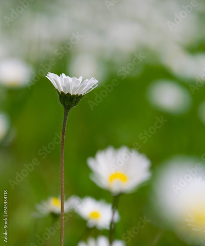 Beautiful close-up of bellis perennis